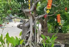Nhà Mặt phố-KDC Phước Kiển, Căn góc hai mặt tiền, MT rộng 16m, Sân vườn View sông... Bán nhà mặt phố tại Nhà Bè, Hồ Chí Minh 10