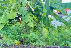 🏡 CHỊ GÁI GỬI BÁN ĐẤT ĐÌNH TRUNG – THƯ LÂM, ĐÔNG ANH
📐 Diện tích: 40m²
🚗 Đường thông,... Bán đất tại Thư Lâm, Hà Nội 11