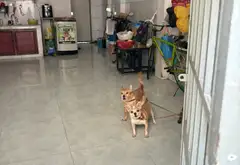 Nhà mặt phố kết cấu xịn, mặt tiền đắt giá giảm sốc... Bán nhà mặt phố tại Chợ Quán, Hồ Chí Minh 11