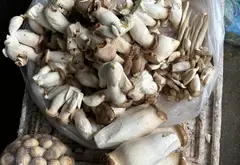 Đất góc siêu hiếm tại Yên Lãng - Bắc Ninh, vị trí vượng khí... Bán đất tại Yên Trung, Bắc Ninh 19