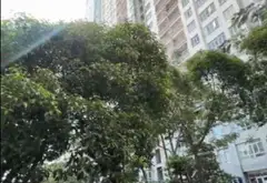 Bán căn hộ Shophouse mặt tiền Hoàng Kim Giao, Quận 8, diện tích 983 m2... Bán căn hộ chung cư tại Chánh Hưng, Hồ Chí Minh 02