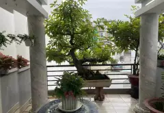 Bán nhà riêng 5 tầng có thang máy tại phường Bạch Đằng giá 28 tỷ... Bán nhà riêng tại Tân Sơn Hòa, Hồ Chí Minh 16