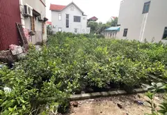 Đất Phân Lô Văn Giang Giá Sốc, Ô Tô Đỗ Cửa... Bán đất tại Văn Giang, Hưng Yên 01