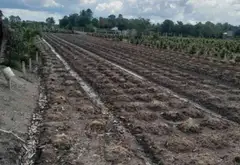 Bán đất 1000m2 mặt tiền 11m tại xã Bình Lợi, Bình Chánh giá 3 tỷ... Bán đất tại Bình Lợi, Hồ Chí Minh 04