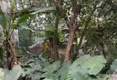 Đất trung tâm đường Hoàng Mai Thọ Am- Phù hợp xây biệt thự hoặc căn hộ mini... Bán đất tại Nam Phù, Hà Nội 04