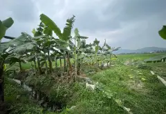 Bán đất 400m2 mặt tiền 10,9m tại Phú Hạ, Kim Anh, Sóc Sơn, Hà Nội... Bán đất tại Kim Anh, Hà Nội 05