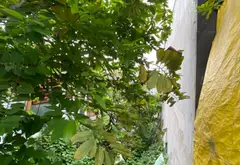 Bán Nhà mặt phố 65m2 đường Quốc Lộ 50 Bình Hưng giá 7.5 tỷ 0948769331... Bán nhà mặt phố tại Bình Hưng, Hồ Chí Minh 08