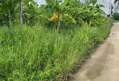 Bán đất thổ cư rộng tại Hoa Động, Thủy Nguyên, vị trí chiến lược phát triển bền vững... Bán đất tại Thiên Hương, Hải Phòng 01