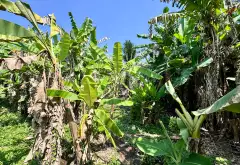 Đất Mặt Tiền Liên Tổ Siêu Lớn, Cơ Hội Đầu Tư Hiếm Có... Bán nhà mặt phố tại Bình Chánh, Hồ Chí Minh 02