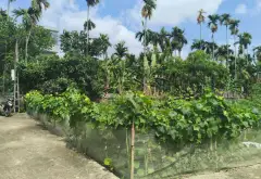 Bán đất lô góc 2 mặt thoáng tại trung tâm xã Lâm Động... Bán đất tại Thiên Hương, Hải Phòng 01