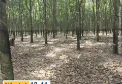 Vườn Cao Su Mặt Tiền Đường Tạo Lực Bắc Tân Uyên, Tiềm Năng Sinh Lời... Bán đất tại Phước Thành, Hồ Chí Minh 04
