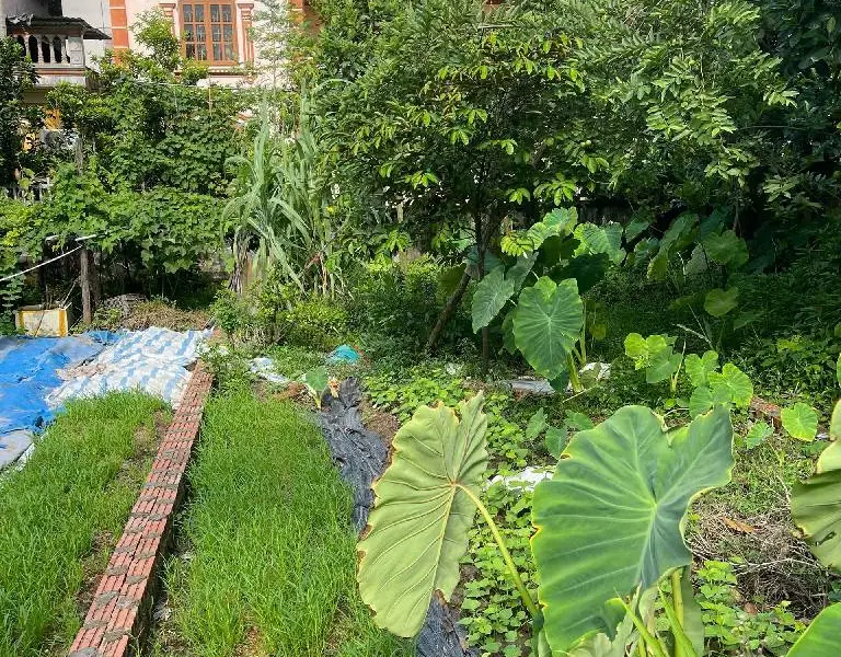 Bán đất trung tâm phường Trí Quả, diện tích 56m², vị trí thuận tiện... Bán đất tại Trí Quả, Bắc Ninh 01