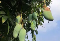 Bán Nhà Vườn Nghỉ Dưỡng Xã Bình Lợi, Bình Chánh, 1833m2, Giá Tốt... Bán nhà mặt phố tại Bình Lợi, Hồ Chí Minh 12