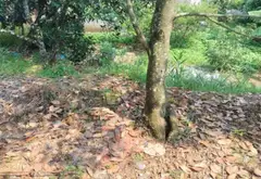 Đất xây biệt thự vườn tại Thủy Nguyên, diện tích 500m2, vị trí thuận tiện... Bán đất tại Hòa Bình, Hải Phòng 05