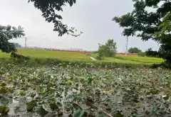 Bán đất mặt tiền 4.6m tại xã Hưng Long, Mỹ Hào, gần khu công nghiệp Thăng Long 2... Bán đất tại Đường Hào, Hưng Yên 06
