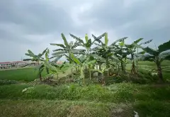 Bán đất 400m2 mặt tiền 10,9m tại Phú Hạ, Kim Anh, Sóc Sơn, Hà Nội... Bán đất tại Kim Anh, Hà Nội 01