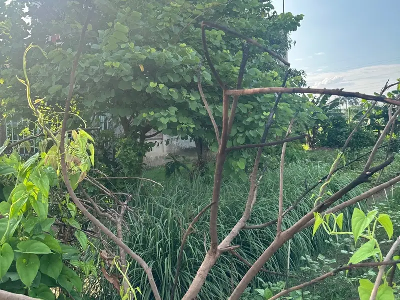 Lô Đất Vàng Đối Diện Trung Tâm Hành Chính Phường Hồng An - Cơ Hội Vàng Đáng Sở Hữu... Bán đất tại Hồng An, Hải Phòng 01