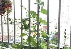 Bán căn hộ 2PN, 59.2m2 tại chung cư Prosper Plaza, Phan Văn hớn Quận 12 - NGAY THAM LƯƠNG, GA METRO... Bán căn hộ chung cư tại Đông Hưng Thuận, Hồ Chí Minh 07