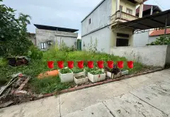 Cơ hội vàng sở hữu đất 101m2 mặt tiền 7,3m tại Quang Minh, Mê Linh giá chỉ 3,7 tỷ... Bán đất tại Quang Minh, Hà Nội 01