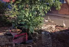 Cơ hội hiếm có sở hữu lô đất nền vị trí đẹp- hẻm xe tải tại Trương Thị Hoa Q12... Bán nhà riêng tại Tân Thới Hiệp, Hồ Chí Minh 06