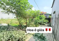 🏡 BÁN ĐẤT TẠI PHƯỜNG TỪ SƠN, BẮC NINH – GIÁ 1,XX tỷ... Bán đất tại Từ Sơn, Bắc Ninh 01