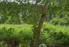Cơ Hội Vàng Để Đầu Tư - Đất Vuông Đẹp Tân Tạo... Bán đất tại Tân Tạo, Hồ Chí Minh 04