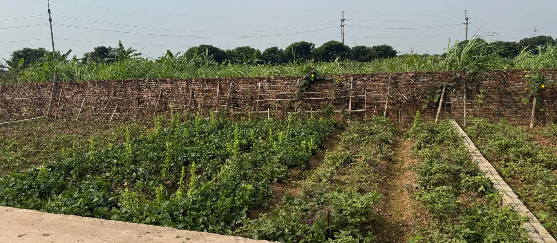 Bán đất phân lô xã Triệu Việt Vương, Hưng Yên, mặt tiền rộng, pháp lý đầy đủ... Bán đất tại Triệu Việt Vương, Hưng Yên 01
