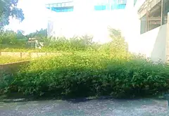 🌺BÁN ĐẤT XUÂN LỄ -TÂN DÂN - 1,8TỶ - GẦN TRƯỜNG CAO ĐẲNG ĐIỆN - GẦN ĐƯỜNG 35 - QUỐC LỘ 2... Bán đất tại Kim Anh, Hà Nội 03