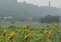 Nhà 3 Tầng Full Thổ Cư Phật Tích - Vị Trí Vàng Đáng Sở Hữu... Bán nhà riêng tại Phật Tích, Bắc Ninh 02