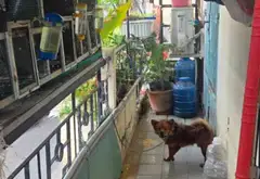 Nhà góc 2 mặt tiền sầm uất giữa trung tâm Phú Nhuận... Bán nhà mặt phố tại Phú Nhuận, Hồ Chí Minh 06