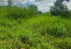 Quỹ Đất Đẳng Cấp Ven Sông Tại Đào Trí, Không Gian Riêng Tư Hiếm Có... Bán đất tại Phú Thuận, Hồ Chí Minh 05