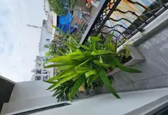 Nhà hẻm - 50m² - An Lạc, Bình Tân, TP Hồ Chí Minh - 4.9 tỷ thông đường 29 Tên Lửa... Bán nhà riêng tại An Lạc, Hồ Chí Minh 10