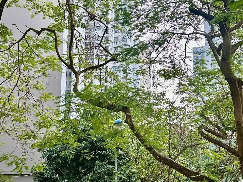 Căn góc 3PN Linh Đàm thoáng mát, sổ đỏ chính chủ... Bán căn hộ chung cư tại Hoàng Liệt, Hà Nội 01