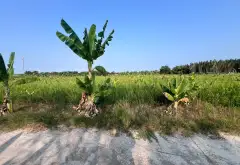 ĐẤT VƯỜN THÍCH HỢP LÀM KHO BÃI - LÀM NHÀ VƯỜN - VIEW RẠCH CỰC THOÁNG MÁT - GẦN KCN HIỆP PHƯỚC - NGU... Bán nhà riêng tại Hiệp Phước, Hồ Chí Minh 03