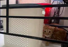 Hậu Giang Q6 - 5,5 x 20 m - Nở hậu Tài Lôc... Bán nhà riêng tại Phú Lâm, Hồ Chí Minh 03