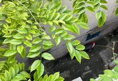Nhà mặt phố kết cấu xịn, mặt tiền đắt giá giảm sốc... Bán nhà mặt phố tại Chợ Quán, Hồ Chí Minh 21