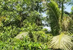 Bán đất 1000m2 khu dân cư xã Bình Lợi, giá 2.3 tỷ thương lượng... Bán đất tại Bình Lợi, Hồ Chí Minh 07