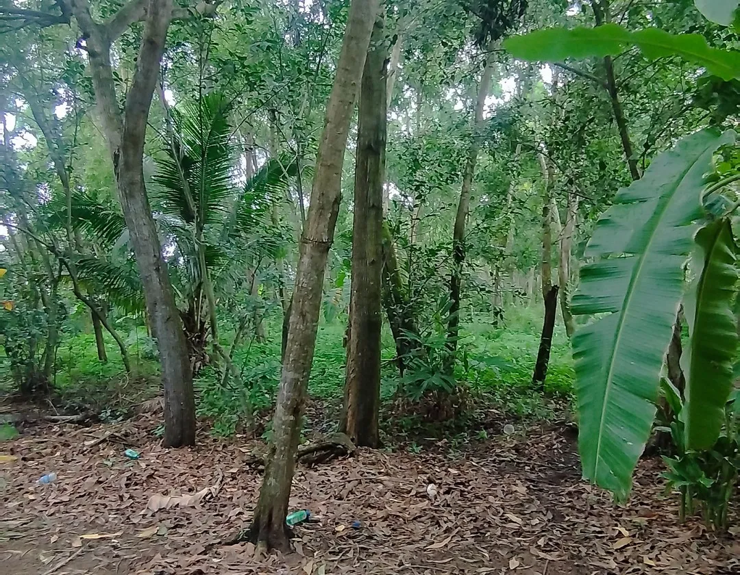 Đất nền 7000m² rộng thoáng, siêu tiềm năng Hiệp Phước... Bán đất tại Hiệp Phước, Hồ Chí Minh 01