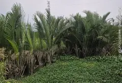 Sở hữu đất sinh thái rộng lớn cạnh Senturia Nam Sài Gòn... Bán đất tại Bình Hưng, Hồ Chí Minh 03
