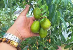 Bán nhà mặt phố 5 tầng, 6PN tại Bình Tân,... Bán nhà mặt phố tại Bình Trị Đông, Hồ Chí Minh 14