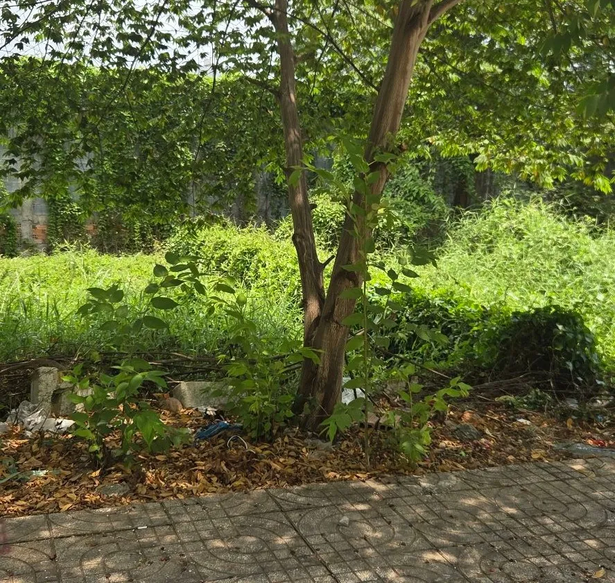 Cơ Hội Vàng Để Đầu Tư - Đất Vuông Đẹp Tân Tạo... Bán đất tại Tân Tạo, Hồ Chí Minh 01
