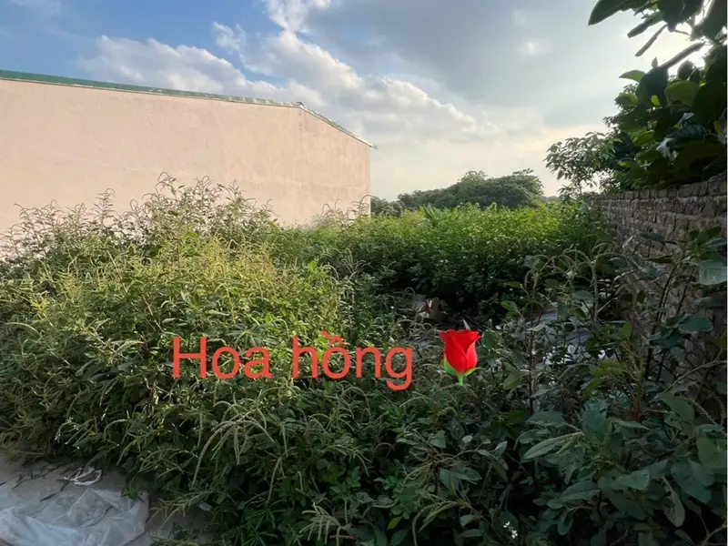 🔥 ĐẤT ĐẸP TRÁNG VIỆT – CHỦ CẦN BÁN GẤP... Bán đất tại Mê Linh, Hà Nội 01