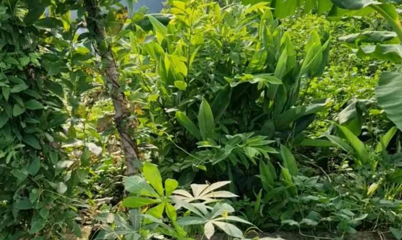 Bán đất vườn rộng tại xã Liên Khê, Thủy Nguyên, Hải Phòng, tiện ích đa năng... Bán đất tại Lưu Kiếm, Hải Phòng 01