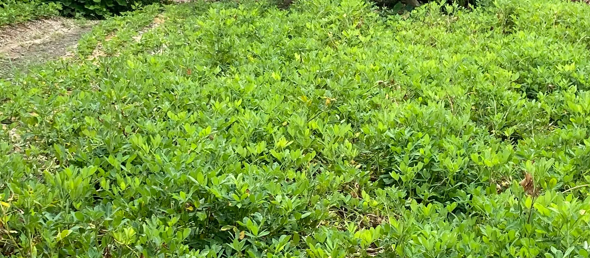 Siêu phẩm lô đất tại Phật Tích, Tiên Du, 89m2,ô tô vào tận đất, 1,x tỷ... Bán đất tại Phật Tích, Bắc Ninh 01