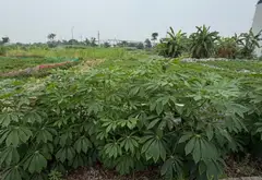 Bán đất KDC xã Đại Đồng diện tích 100m2 mặt tiền 5m giá 5.5 tỷ... Bán đất tại Đại Đồng, Bắc Ninh 05