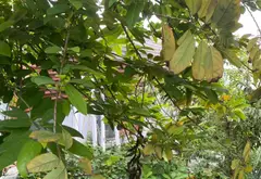 Đất Mặt tiền Văn Tiến Dũng, Ql50 xã Bình Hưng mới, đầu tư siêu lợi... Bán nhà mặt phố tại Bình Hưng, Hồ Chí Minh 03