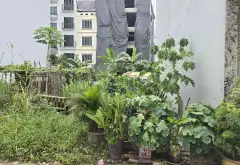 Đất Vàng Ngọc Thụy - Cơ Hội Hiếm Có Tại Long Biên... Bán đất tại Bồ Đề, Hà Nội 03
