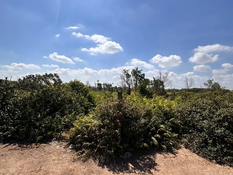 Bán đất Nguyễn Văn Bứa, trồng cây lâu năm 3089m2... Bán đất tại Hóc Môn, Hồ Chí Minh 01