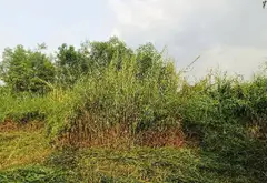 Bán đất 639m2 mặt tiền 15m tại Bình Lợi, Bình Chánh... Bán owner_side tại Bình Lợi, Hồ Chí Minh 03