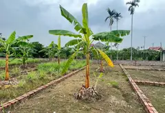Cơ Hội Sở Hữu Đất Vàng Gần KCN Tràng Duệ Với Giá Hấp Dẫn... Bán đất tại An Trường, Hải Phòng 01